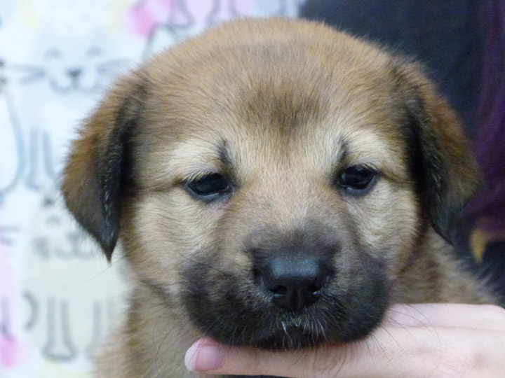 chinook puppy